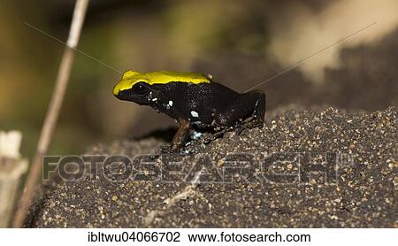 "Climbing mantella (Mantella laevigata), Nosy Mangabe, Northeast Madagascar, Madagascar, Africa" View Large Photo Image Stock Image - "Climbing mantella (Mantella laevigata), Nosy Mangabe, Northeast Madagascar, Madagascar, Africa". Fotosearch