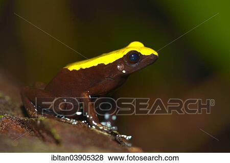"Climbing Mantella (Mantella laevigata), Nosy Mangabe, Madagascar, Africa" View Large Photo Image Stock Photo - "Climbing Mantella (Mantella laevigata), Nosy Mangabe, Madagascar, Africa". Fotosearch