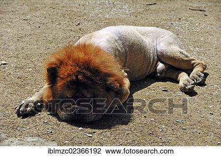 "Clipped Chow-Chow sleeping on a dirt road in hot weather, castle gardens, Erlangen, Middle Franconia, Bavaria, Germany, Europe" View Large Photo Image Stock Image - "Clipped Chow-Chow sleeping on a dirt road in hot weather, castle gardens, Erlangen, Middle Franconia, Bavaria, Germany, Europe". Fotosearch
