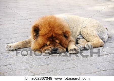 "Clipped Chow-Chow sleeping on a pavement, in hot weather" View Large Photo Image Stock Photo - "Clipped Chow-Chow sleeping on a pavement, in hot weather". Fotosearch