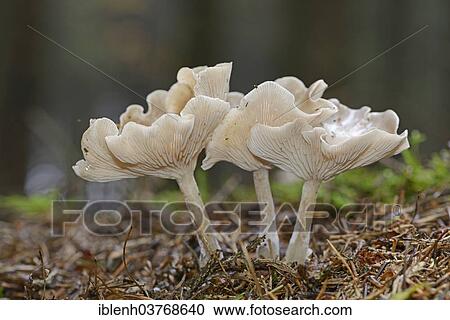 "Clitocybe mushrooms (Clitocybe sp. ), Lower Saxony, Germany, Europe" View Large Photo Image Stock Image - "Clitocybe mushrooms (Clitocybe sp. ), Lower Saxony, Germany, Europe". Fotosearch