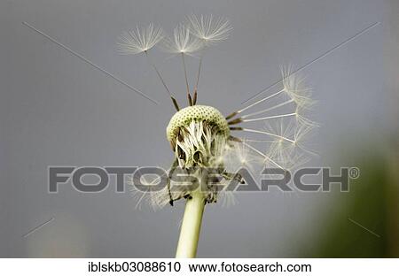 Clock of a Dandelion (Taraxacum officinale) with only a few remaining seeds View Large Photo Image Stock Image - Clock of a Dandelion (Taraxacum officinale) with only a few remaining seeds. Fotosearch