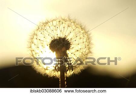 Clock of a Dandelion (Taraxacum officinale) in the evening light View Large Photo Image Stock Photograph - Clock of a Dandelion (Taraxacum officinale) in the evening light. Fotosearch