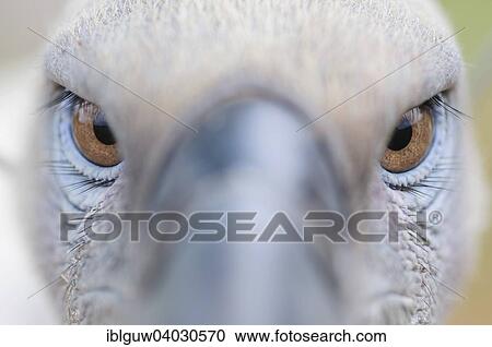 "Close up, eyes of a Cape vulture (Gyps coprotheres), captive, VulPro Conservation Center, near Pretoria, South Africa, Africa" View Large Photo Image Stock Image - "Close up, eyes of a Cape vulture (Gyps coprotheres), captive, VulPro Conservation Center, near Pretoria, South Africa, Africa". Fotosearch