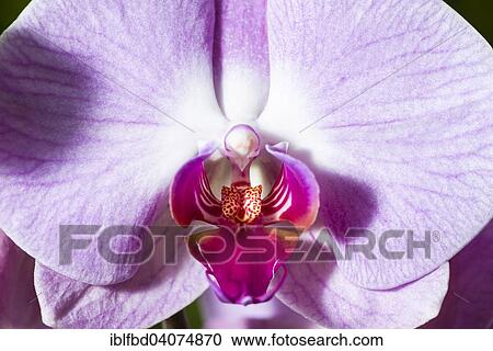 Close up of a purple blossom of an Orchid (Phalaenopsis) View Large Photo Image Stock Image - Close up of a purple blossom of an Orchid (Phalaenopsis). Fotosearch