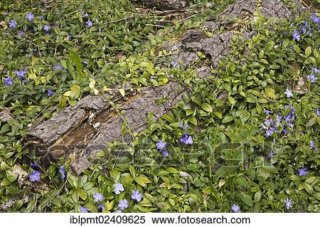"Close-up of a rotting tree stump and Periwinkle flowers in the """"Jardin du Grand Portage"""" garden in spring, Saint-Didace, Lanaudiere, Quebec, Canada - This image is property released for book, calendar, magazine, newspaper and editorial use only. " View Large Photo Image Stock Photography - "Close-up of a rotting tree stump and Periwinkle flowers in the """"Jardin du Grand Portage"""" garden in spring, Saint-Didace, Lanaudiere, Quebec, Canada - This image is property released for book, calendar, magazine, newspaper and editorial use only. ". Fotosearch