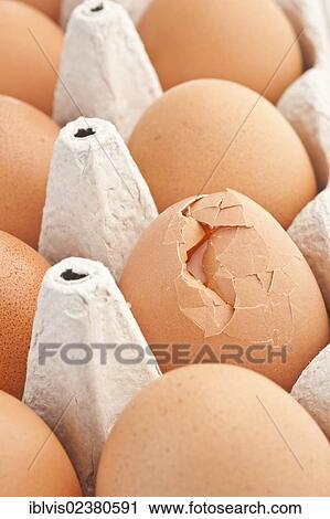 "Close up of brown eggs, one broken" View Large Photo Image Stock Image - "Close up of brown eggs, one broken". Fotosearch