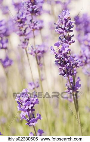 Stock Photograph - Close-up of Lavender (Lavandula). Fotosearch