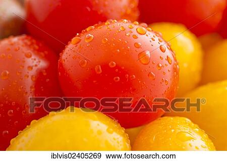 Close up of red and yellow plum tomatoes View Large Photo Image Stock Photo - Close up of red and yellow plum tomatoes. Fotosearch