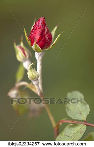 "Closed buds of a Rose (Rosa) with mildew, Bergisches Land, North Rhine-Westphalia, Germany, Europe" View Large Photo Image Stock Photo - "Closed buds of a Rose (Rosa) with mildew, Bergisches Land, North Rhine-Westphalia, Germany, Europe". Fotosearch