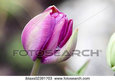 "Closed purple Tulip bud (Tulipa) on the island of Mainau, Baden-Wuerttemberg, Germany, Europe" View Large Photo Image Stock Image - "Closed purple Tulip bud (Tulipa) on the island of Mainau, Baden-Wuerttemberg, Germany, Europe". Fotosearch