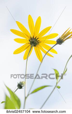 Closeup of bloming yellow flowers View Large Photo Image Picture - Closeup of bloming yellow flowers. Fotosearch