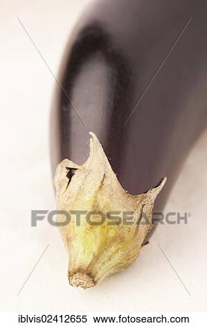 Closeup of Eggplant, Aubergine (Solanum melongena) View Large Photo Image Stock Photography - Closeup of Eggplant, Aubergine (Solanum melongena). Fotosearch