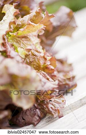 Closeup of fresh Lollo Rosso lettuce View Large Photo Image Stock Photo - Closeup of fresh Lollo Rosso lettuce. Fotosearch