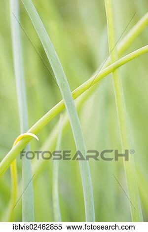 Closeup of green stems of red onion View Large Photo Image Stock Photography - Closeup of green stems of red onion. Fotosearch