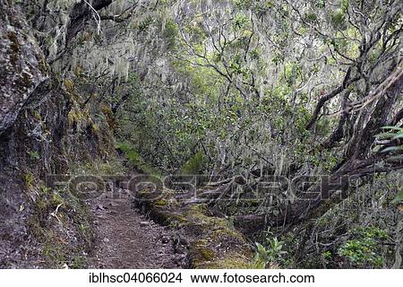 Picture - "Cloud forest, lichen, hiking trail to Piton des Neiges, Reunion, Africa". Fotosearch