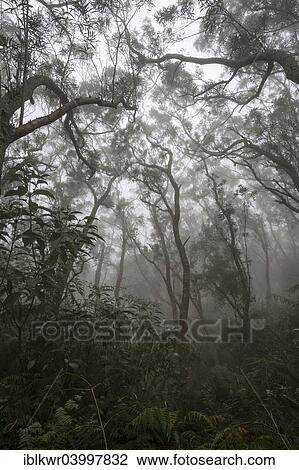 Stock Image - "Cloud forest, rain forest in fog, Reunion, Africa". Fotosearch
