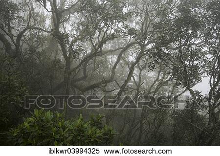 Stock Photography - "Cloud forest, rain forest in fog, Cilaos basin, Cirque de Cilaos, Reunion, Africa". Fotosearch