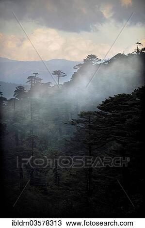 "Cloud-shrouded forest landscape near Yotong La Pass, Yotongla Pass, Bumthang district, Bhutan, Asia" View Large Photo Image Stock Image - "Cloud-shrouded forest landscape near Yotong La Pass, Yotongla Pass, Bumthang district, Bhutan, Asia". Fotosearch