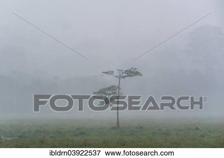 "Cloudburst over a clearing in the rainforest, Djaloumbe, Djaloumbe, Lobeke National Park, East Region, Cameroon, Africa" View Large Photo Image Stock Photo - "Cloudburst over a clearing in the rainforest, Djaloumbe, Djaloumbe, Lobeke National Park, East Region, Cameroon, Africa". Fotosearch
