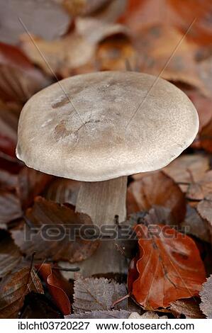 Stock Photo - "Clouded Agaric or Cloud Funnel (Lepista nebularis), North Rhine-Westphalia, Germany, Europe". Fotosearch