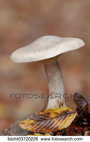 Stock Photograph - "Clouded Agaric or Cloud Funnel (Lepista nebularis), North Rhine-Westphalia, Germany, Europe". Fotosearch