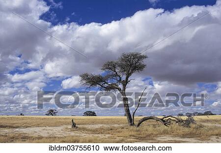"Clouds over the Nossob Valley, Kgalagadi Transfrontier Park, South Africa, Africa" View Large Photo Image Stock Image - "Clouds over the Nossob Valley, Kgalagadi Transfrontier Park, South Africa, Africa". Fotosearch