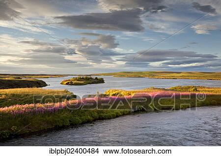 "Cloudy sky above a river landscape, flowers, Iceland, Europe" View Large Photo Image Picture - "Cloudy sky above a river landscape, flowers, Iceland, Europe". Fotosearch
