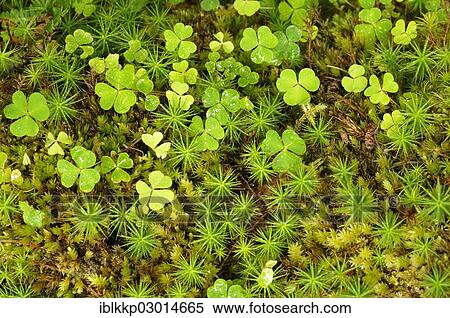 "Clover and moss on the forest floor, Scotland, United Kingdom, Europe" View Large Photo Image Stock Photography - "Clover and moss on the forest floor, Scotland, United Kingdom, Europe". Fotosearch
