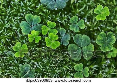 Stock Image - Clover growing on a meadow. Fotosearch