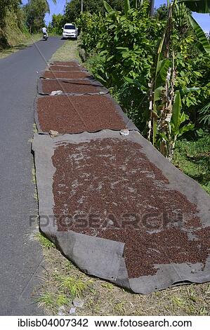 "Cloves (Syzygium aromaticum) spread out to dry by the side of the road, Munduk, Bali, Indonesia, Asia" View Large Photo Image Stock Image - "Cloves (Syzygium aromaticum) spread out to dry by the side of the road, Munduk, Bali, Indonesia, Asia". Fotosearch