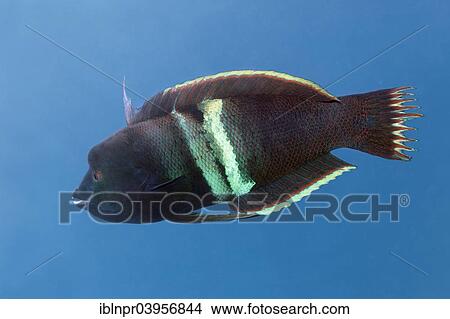 "Clown coris (Coris aygula), Makadi Bay, Red Sea, Hurghada, Egypt, Africa" View Large Photo Image Picture - "Clown coris (Coris aygula), Makadi Bay, Red Sea, Hurghada, Egypt, Africa". Fotosearch
