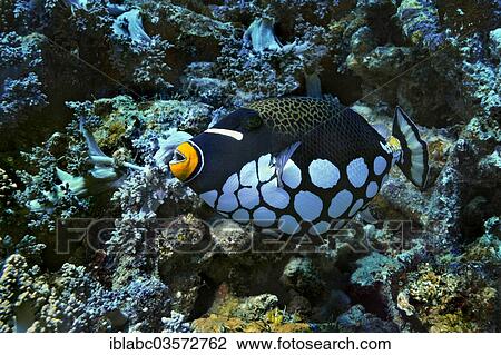 Stock Image - "Clown Triggerfish or Bigspotted Triggerfish (Balistoides conspicillum), Raja Ampat, West Papua, Indonesia, Asia". Fotosearch