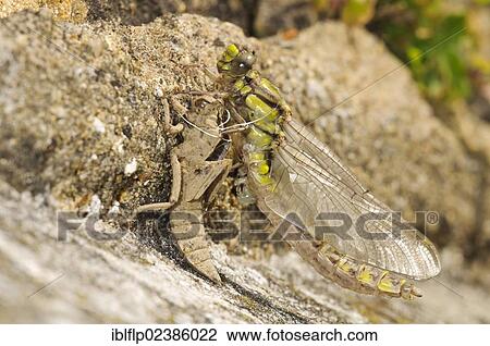 "Club-tailed Dragonfly (Gomphus vulgatissimus), newly emerged adult, resting on exuvia, pumping fluids into wings and abdomen to expand them, Goring-on-Thames, Oxfordshire, England, United Kingdom, Europe" View Large Photo Image Stock Image - "Club-tailed Dragonfly (Gomphus vulgatissimus), newly emerged adult, resting on exuvia, pumping fluids into wings and abdomen to expand them, Goring-on-Thames, Oxfordshire, England, United Kingdom, Europe". Fotosearch