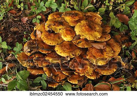 "Clump of Pholiota Mushrooms (Pholiota jahnii) on a tree stump, Franconian Switzerland, Enzenstein, Middle Franconia, Bavaria, Germany, Europe" View Large Photo Image Stock Image - "Clump of Pholiota Mushrooms (Pholiota jahnii) on a tree stump, Franconian Switzerland, Enzenstein, Middle Franconia, Bavaria, Germany, Europe". Fotosearch