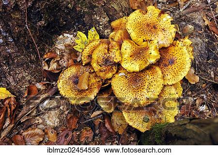 Stock Photograph - "Clump of Pholiota Mushrooms (Pholiota jahnii) on a tree stump, Franconian Switzerland, Enzenstein, Middle Franconia, Bavaria, Germany, Europe". Fotosearch