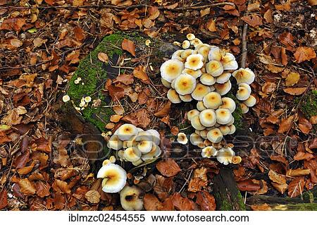 "Clump of Sulphur Tuft or Clustered Woodlover (Hypholoma fasciculare) on a tree stump, Franconian Switzerland, Enzenreuth, Middle Franconia, Bavaria, Germany, Europe" View Large Photo Image Stock Photography - "Clump of Sulphur Tuft or Clustered Woodlover (Hypholoma fasciculare) on a tree stump, Franconian Switzerland, Enzenreuth, Middle Franconia, Bavaria, Germany, Europe". Fotosearch