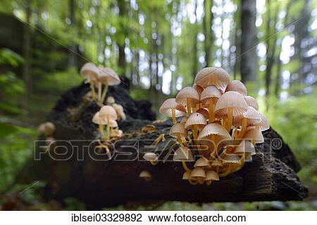 "Clustered Bonnet or Oak-stump Bonnet Cap (Mycena inclinata), fruiting bodies on a tree trunk in a beech forest, Obergunzburg, Swabia, Bavaria, Germany, Europe" View Large Photo Image Stock Image - "Clustered Bonnet or Oak-stump Bonnet Cap (Mycena inclinata), fruiting bodies on a tree trunk in a beech forest, Obergunzburg, Swabia, Bavaria, Germany, Europe". Fotosearch