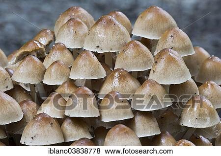 "Clustered Brittlestem mushroom (Psathyrella mulitipedata), Burgenland, Austria, Europe" View Large Photo Image Stock Photo - "Clustered Brittlestem mushroom (Psathyrella mulitipedata), Burgenland, Austria, Europe". Fotosearch
