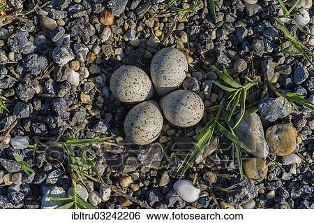 Stock Photograph - "Clutch of eggs of a Little Ringed Plover (Charadrius dubius), Austria, Europe". Fotosearch