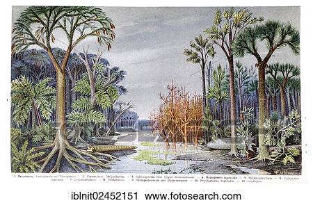 "Coal flora, illustration, Meyers Konversations-Lexikon encyclopedia, 1897" View Large Photo Image Stock Image - "Coal flora, illustration, Meyers Konversations-Lexikon encyclopedia, 1897". Fotosearch