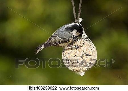 "Coal Tit (Periparus ater) feeding on a fat ball, Hesse, Germany, Europe" View Large Photo Image Stock Image - "Coal Tit (Periparus ater) feeding on a fat ball, Hesse, Germany, Europe". Fotosearch