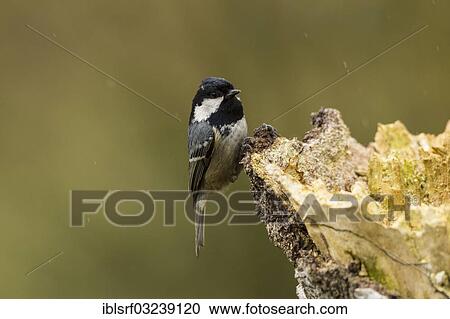 "Coal Tit (Periparus ater), Hesse, Germany, Europe" View Large Photo Image Stock Image - "Coal Tit (Periparus ater), Hesse, Germany, Europe". Fotosearch