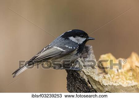 "Coal Tit (Periparus ater), Hesse, Germany, Europe" View Large Photo Image Stock Image - "Coal Tit (Periparus ater), Hesse, Germany, Europe". Fotosearch