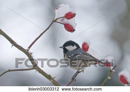 Stock Image - "Coal Tit (Periparus ater) in winter, Haren, Emsland, Lower Saxony, Germany, Europe". Fotosearch