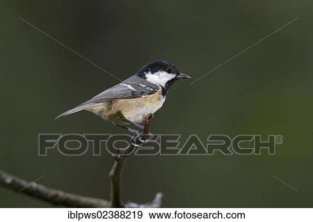 "Coal tit (Periparus ater syn. Parus ater), perching, South Wales, United Kingdom, Europe" View Large Photo Image Stock Photo - "Coal tit (Periparus ater syn. Parus ater), perching, South Wales, United Kingdom, Europe". Fotosearch