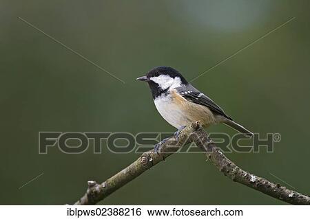 "Coal tit (Periparus ater syn. Parus ater), perching, South Wales, United Kingdom, Europe" View Large Photo Image Stock Photograph - "Coal tit (Periparus ater syn. Parus ater), perching, South Wales, United Kingdom, Europe". Fotosearch