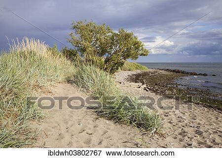 "Coast at Wulfener Hals, Fehmarn island, Schleswig-Holstein, Germany, Europe" View Large Photo Image Stock Photo - "Coast at Wulfener Hals, Fehmarn island, Schleswig-Holstein, Germany, Europe". Fotosearch