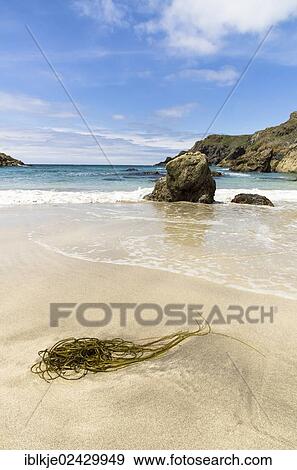 Stock Photo - "Coast, Kynance Cove, Cornwall, England, United Kingdom, Europe". Fotosearch