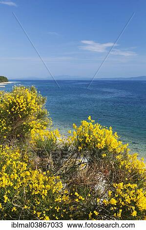 "Coast, Makarska Riviera, Adriatic coast, Adriatic Sea, Dalmatia, Croatia, Europe" View Large Photo Image Stock Image - "Coast, Makarska Riviera, Adriatic coast, Adriatic Sea, Dalmatia, Croatia, Europe". Fotosearch